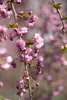 Prunus serrulata 'Kiku-shidare-zakura', Hängende Kirsche, Produktbild-Vorschau 3