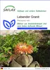 SAFLAX - Sukkulenten - Lebender Granit - 40 Samen - Produktbild-Vorschau 1