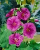 Lavatera x olbia 'Bredon Springs', Strauchmalve, rosa, ca. Produktbild-Vorschau 1