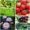 Gemš¹seschutznetz, RIFNY Insektenschutznetz Gemš¹se Produktbild-Vorschau 6