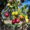 Set mit 4 Picual-Oliven – Olea europaea „Picual“ – Produktbild-Vorschau 1