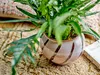 Iman Blumentopf, Rose, Steingut Produktbild-Vorschau 2