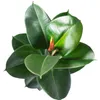 Gummibaum - pflegeleichte Zimmerpflanze, Ficus elastica Produktbild-Vorschau 6