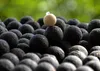 Boilies SuperFeed 18 mm/1 kg Halibut & Jahoda Anteprima dell’immagine prodotto 4