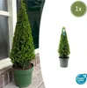 Ilex crenata Pyramid - ↨55 cm - Ø21 cm - Stálezelený, Náhľad obrázku produktu 2