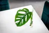Gardners Monstera adansonii Monkey Mask - odrezky na Náhľad obrázku produktu 2