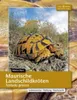 Maurische Landschildkröten Voir les images du produit 1