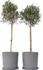 Olivenbaum - 2 Stk - Olea europaea - Höhe 90-100cm - ⌀21cm Produktbild-Vorschau 7