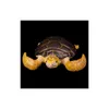 COLLECTA Schildpad Productafbeelding-voorbeeld 3