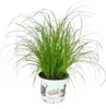 Macacia tráva - Cyperus alternifolius - na podporu trávenia Náhľad obrázku produktu 1