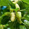 Lot de 4 mûriers blancs (Morus alba) – Hauteur : 25 cm – Voir les images du produit 5
