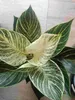 Philodendron White Wave 20-30 cm - Baumfreund - grünes Produktbild-Vorschau 4