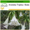 SAFLAX - Anielska Trąbka / Biała - 10 Nasiona - Z podłożem Podgląd zdjęcia produktu 5
