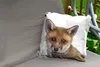 MuchoWow® Outdoor Kissen - Fuchs - Tiere - Jungtier - Produktbild-Vorschau 2