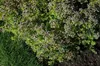 Origanum vulgare 'Aureum', Goldmajoran, aromatisch, ca. 9x9 Produktbild-Vorschau 2