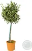 A potted olive tree against a white background. Produktbild-Vorschau