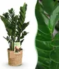 Zamioculcas 65 - 75cm, 17cm, s košíkem, do obývacího Náhled obrázku produktu 2