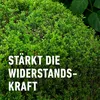 COMPO Buchsbaum- und Ilex Langzeit-Dünger - 2 kg Produktbild-Vorschau 10