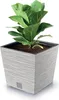 A potted plant in a square planter. Náhľad obrázku produktu
