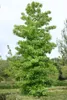 Liquidambar styraciflua 'Worplesdon', Amberbaum, 80–100 cm Produktbild-Vorschau 7