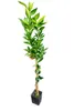 Zitronenbaum Clementine Spinoso (120-150 cm) – Süße Produktbild-Vorschau 4