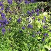 6 x Eisenhut  - Aconitum henryi 'Spark's Variety'  | Náhled obrázku produktu 2