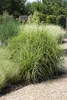 Stachelschweingras Miscanthus sinensis Strictus Ziergras Produktbild-Vorschau 2