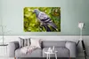MuchoWow® Poster Eine bunte Wildtaube zwischen den grünen Produktbild-Vorschau 5
