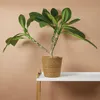 Bloomique - Plumeria Frangipani - Drzewo Świątynne - Podgląd zdjęcia produktu 2