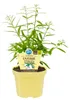 Žuvačkový ker vkvalite - Lippia polystacha - bylina v 12cm Náhľad obrázku produktu 1