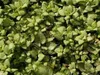 6 x *Lamium maculatum* 'White Nancy' - Hierba de los Vista previa de la imagen del producto 1