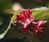 Dehner Haselnuss Rote Zellernuss, große braune Früchte, ca. Produktbild-Vorschau 3