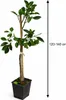 Arancia Tarocco Ippolito 120–140 cm – sycylijska pomarańcza Podgląd zdjęcia produktu 5
