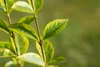 A close-up shot of a plant stem with variegated green and yellow leaves. Produktbild-Vorschau