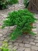 Juniperus procumbens 'Nana', Kriech-Wacholder, 20–25 cm Produktbild-Vorschau 12