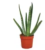 Aloe vera - circa 2 anni - vaso da 10,5 cm Anteprima dell’immagine prodotto 1