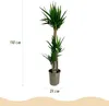 Green boutiQ - Zimmerpflanze - Yucca elephantipes - Yucca - Produktbild-Vorschau 3