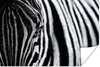 MuchoWow® Poster Nahaufnahme eines Zebras 60x40 cm - Produktbild-Vorschau 1