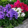 Phlox Stauden Winterhart - Phlox Paniculata Kollektion - 10 Produktbild-Vorschau 2