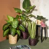 Scheurich Natural, Korb-Pflanzer, Freistehend, Seegras, Produktbild-Vorschau 4