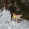 Ruffwear Lumenglow™ High-Vis Jacket, Kolor:Blaze Orange, Podgląd zdjęcia produktu 12
