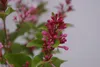 Syringa meyeri Palibin - Zwerg-Duftflieder Palibin - Produktbild-Vorschau 3