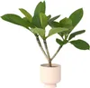 Frangipanier - Plumeria rubra 'Hawaii' - Hauteur 45-55cm - Voir les images du produit 7