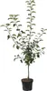 A potted apple tree with green leaves and one green apple, isolated on a white background. Produktbild-Vorschau