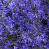 Skalníková trvalka - Zvonek - Campanula poscharskyana Náhled obrázku produktu 6