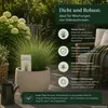 Kurzauslaufender Rotschwingel festuca rubra trichophylla Produktbild-Vorschau 4