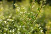 Ilex crenata 'Stokes', Japanische Stechpalme, immergrün, Produktbild-Vorschau 2