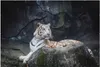 Wallario Wandbild Weißer Tiger auf einem Felsen, Größe: 61 Produktbild-Vorschau 1