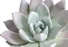 Dehner Echeverie Mexican Giant, Echeveria-Hybride, 15-25 cm Produktbild-Vorschau 2