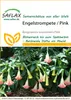 SAFLAX  - Trompette des anges rose - 10 graines - Voir les images du produit 5